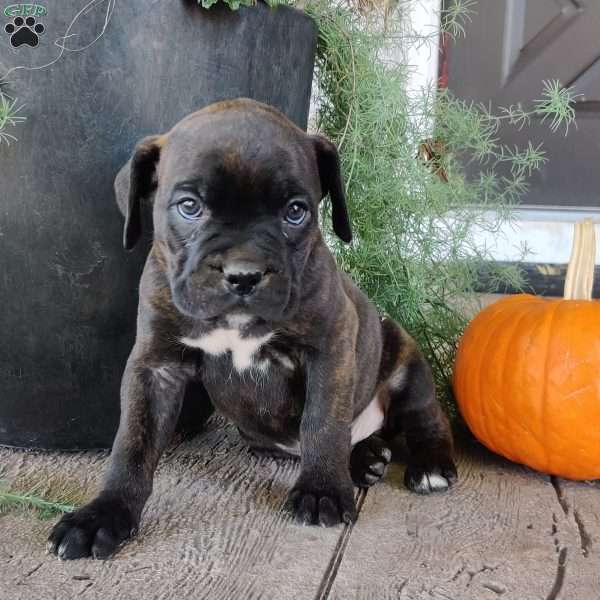 Baxter, Boxer Puppy